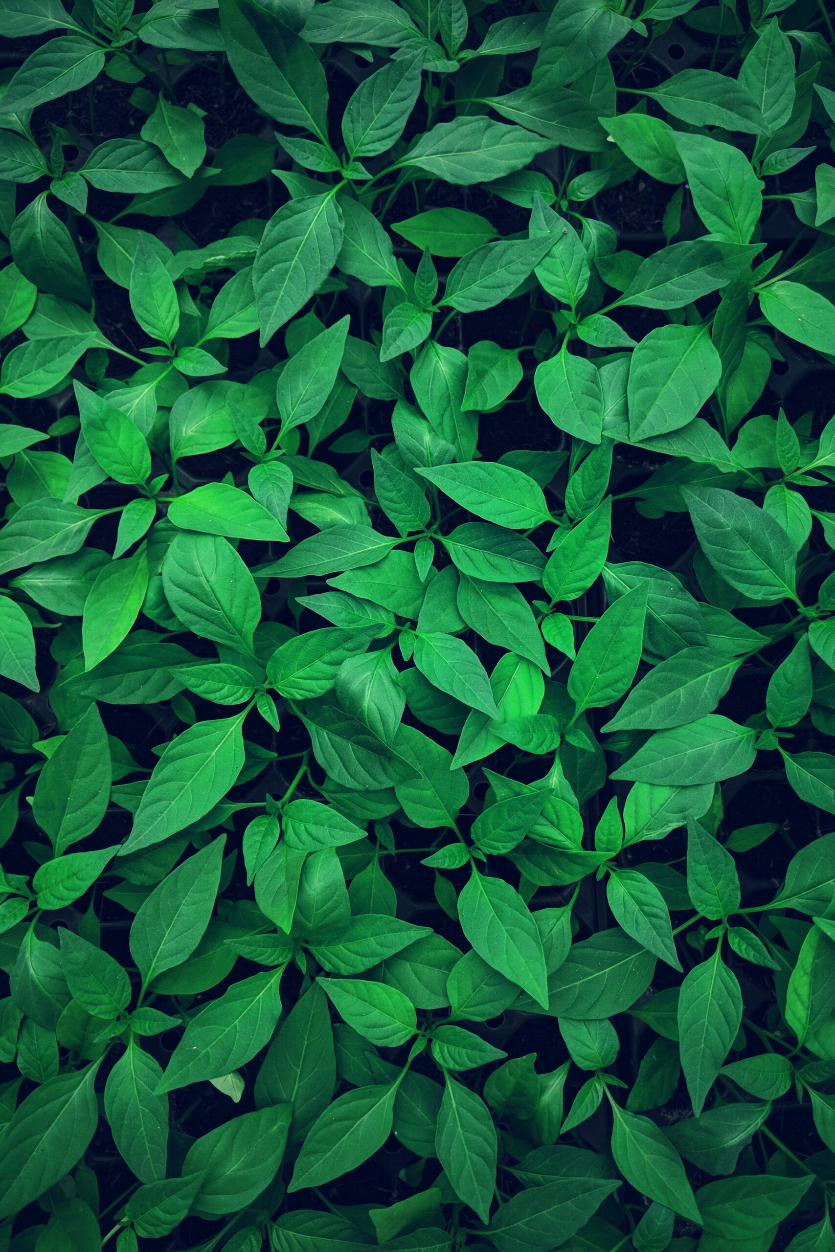Green leaves