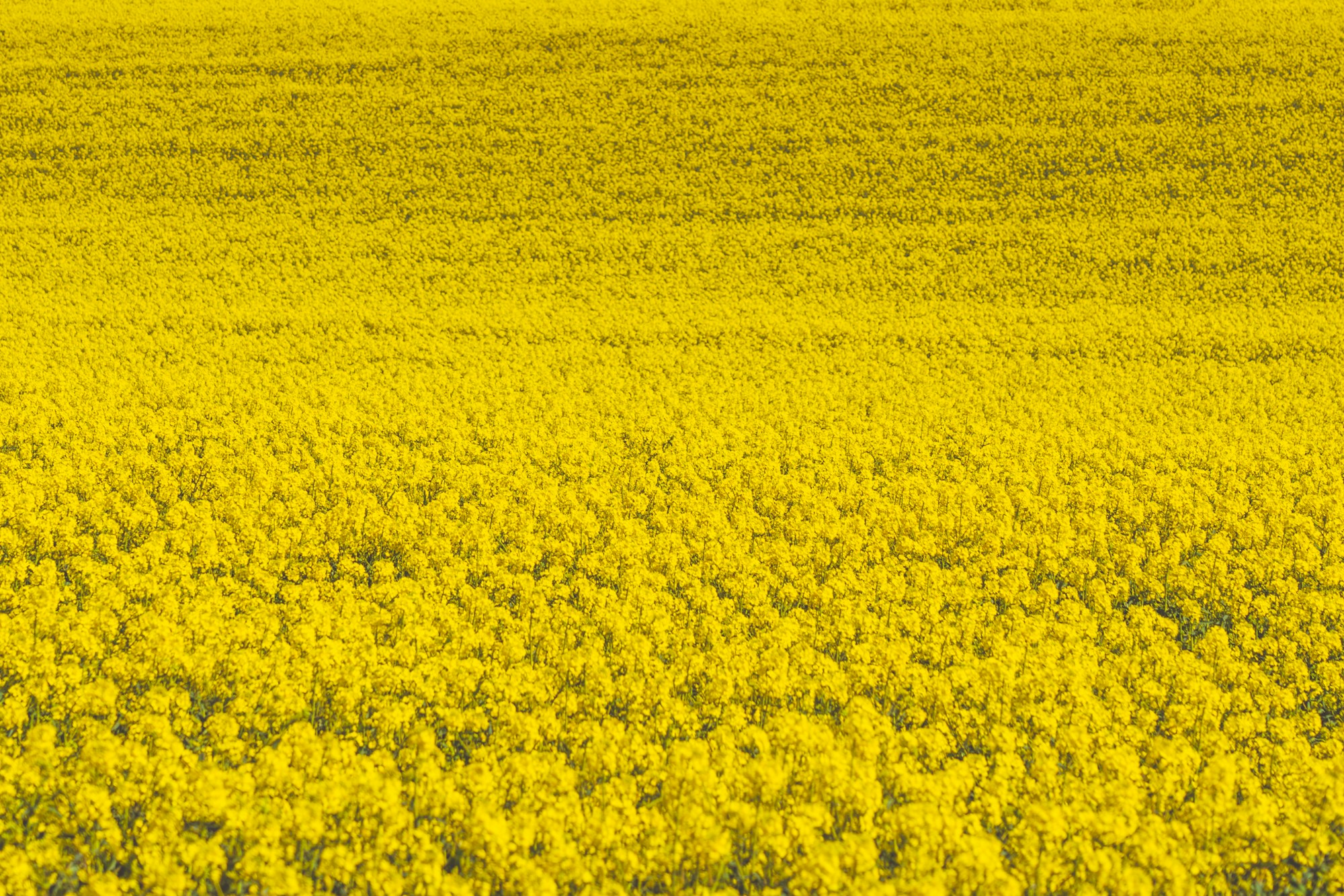 Field of rapeseed in bloom