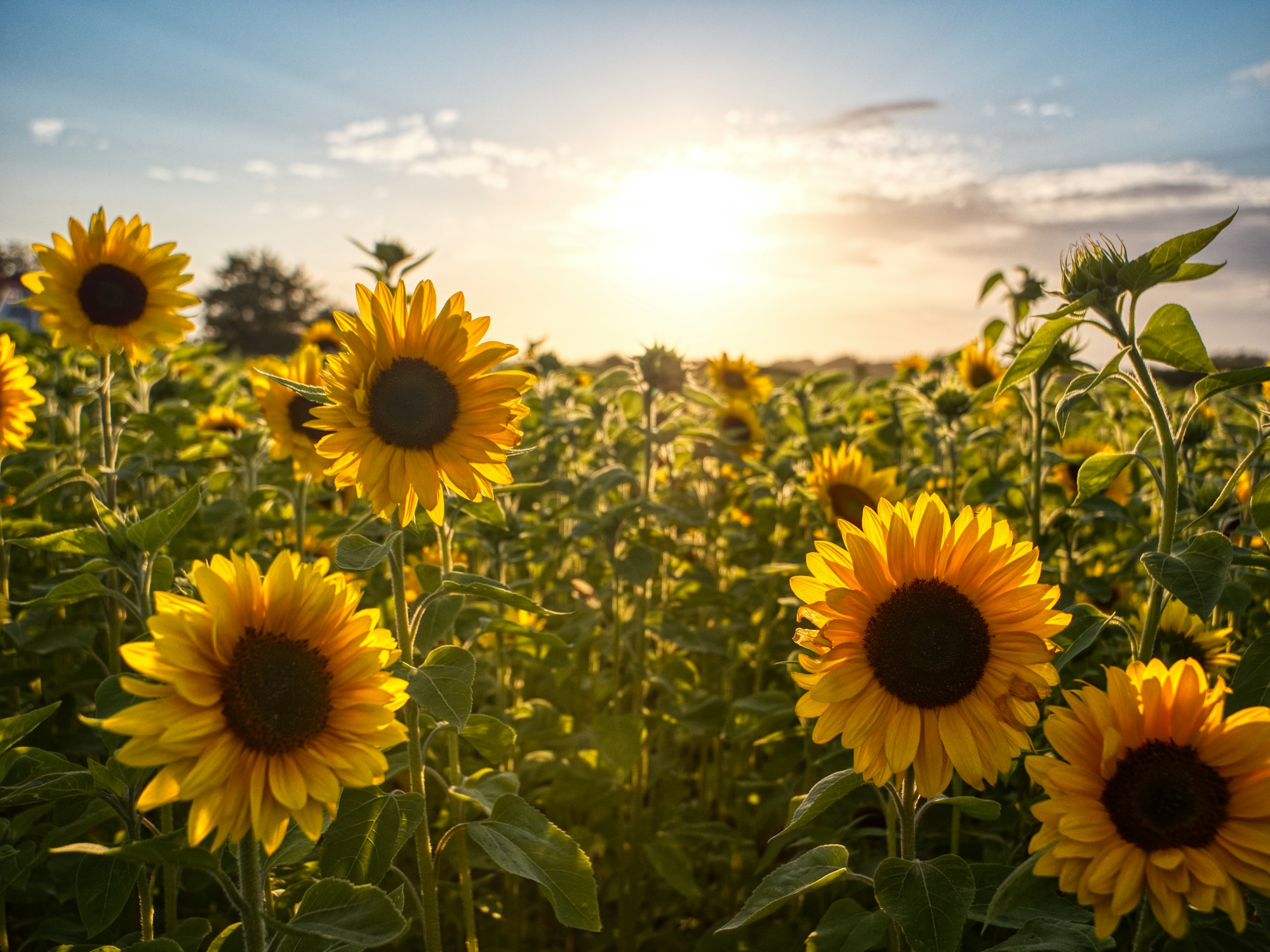 Sunflower in bloom