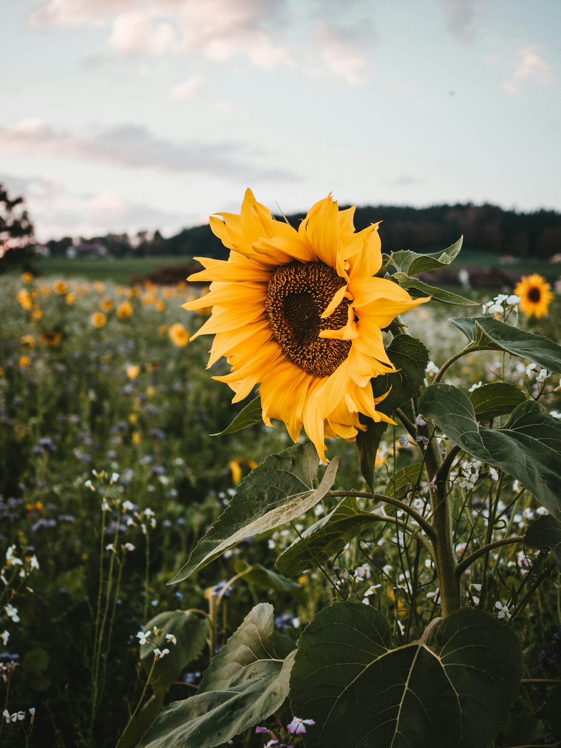 Field of sunflowers